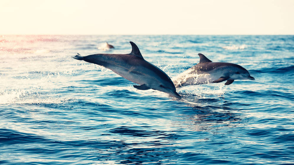 Barcelona sailing experiences dolphins